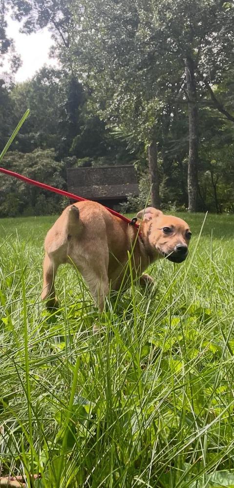 Ginger, Adoptable, Puppy Female Mixed Breed & Dutch Shepherd.