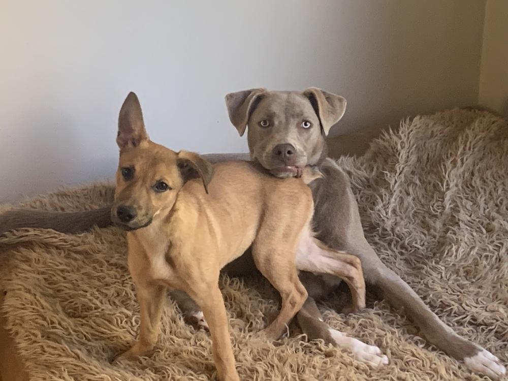 Ginger, Adoptable, Puppy Female Mixed Breed & Dutch Shepherd.
