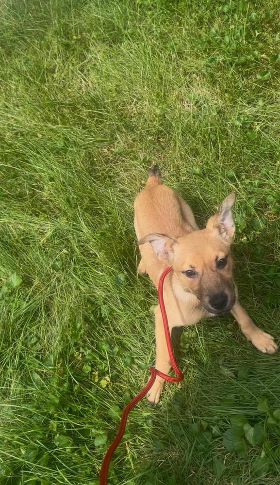 Enlarge Ginger, a Adoptable mixed breed in Middletown, CT image 2/6