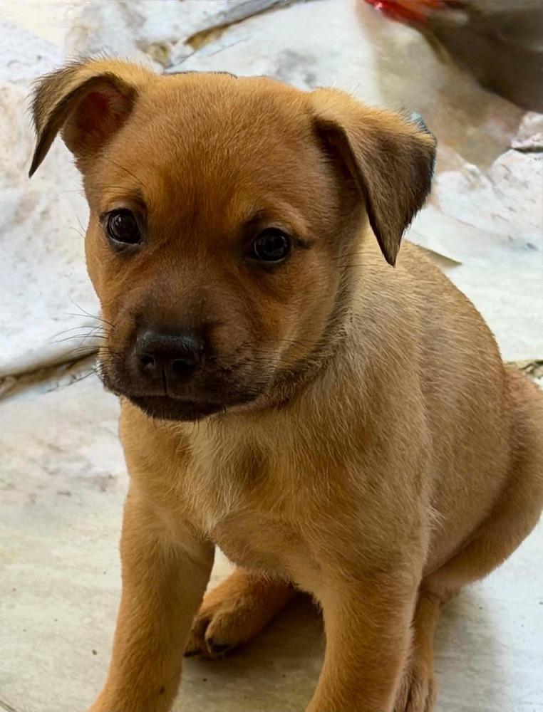 Enlarge Ginger, a Adoptable mixed breed in Middletown, CT image 2/6