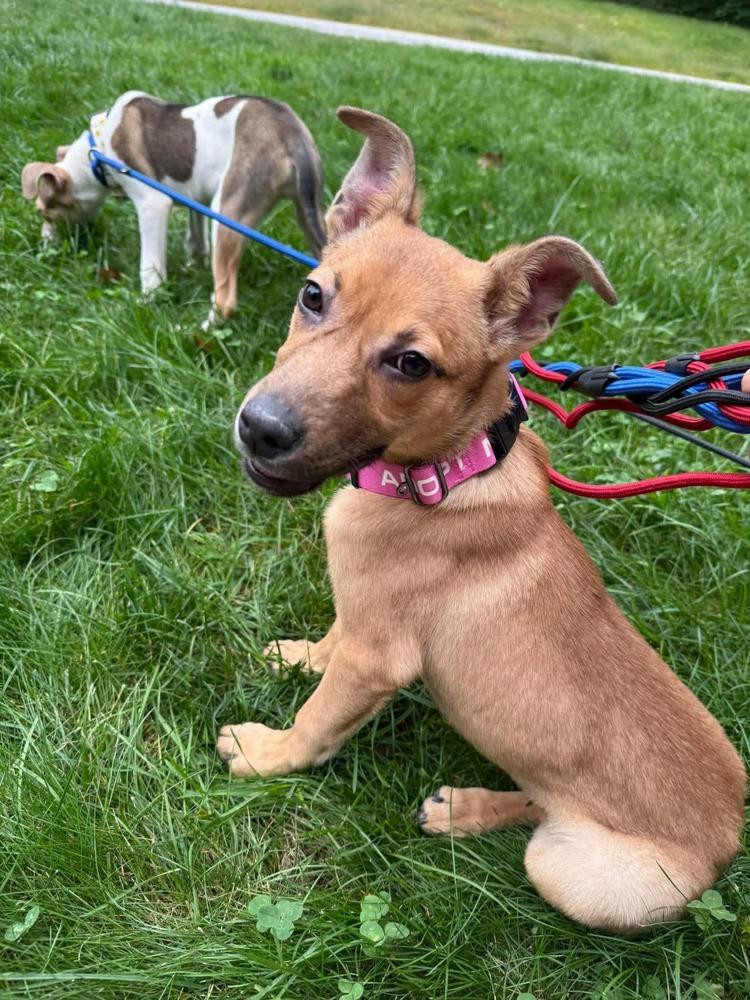 Enlarge Ginger, a Adoptable mixed breed in Middletown, CT image 2/6