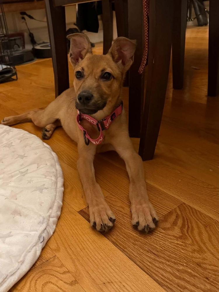 Enlarge Ginger, a Adoptable mixed breed in Middletown, CT image 4/6