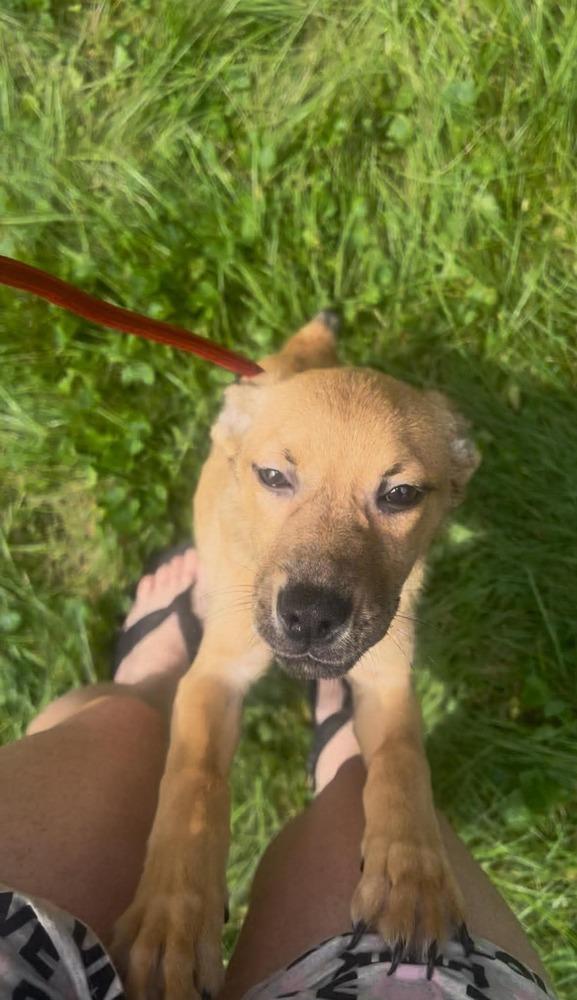 Enlarge Ginger, a Adoptable mixed breed in Middletown, CT image 4/6