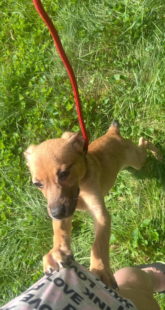Enlarge Ginger, a Adoptable mixed breed in Middletown, CT image 5/6