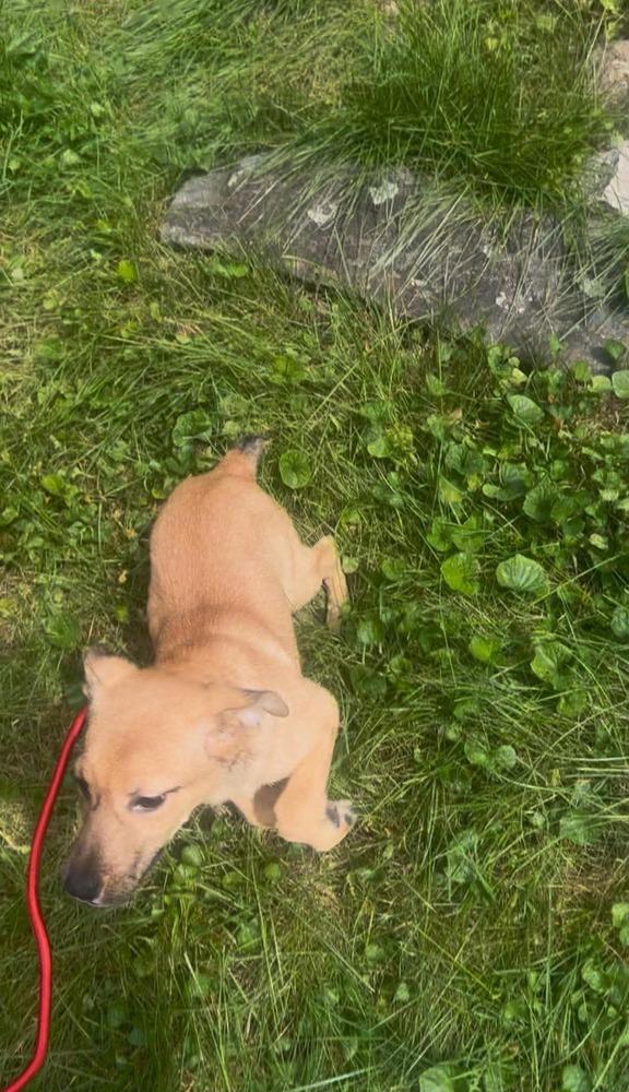 Enlarge Ginger, a Adoptable mixed breed in Middletown, CT image 6/6