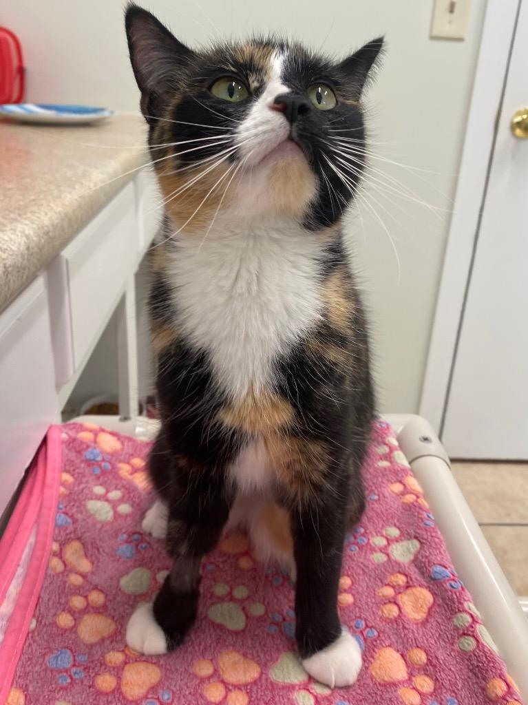 Enlarge Candy, a Adoptable mixed breed in Fall River, MA image 1/5