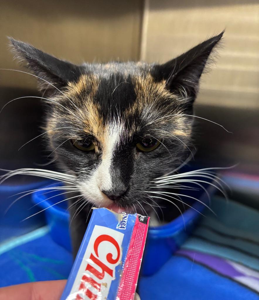 Enlarge Candy, a Adoptable mixed breed in Fall River, MA image 2/5