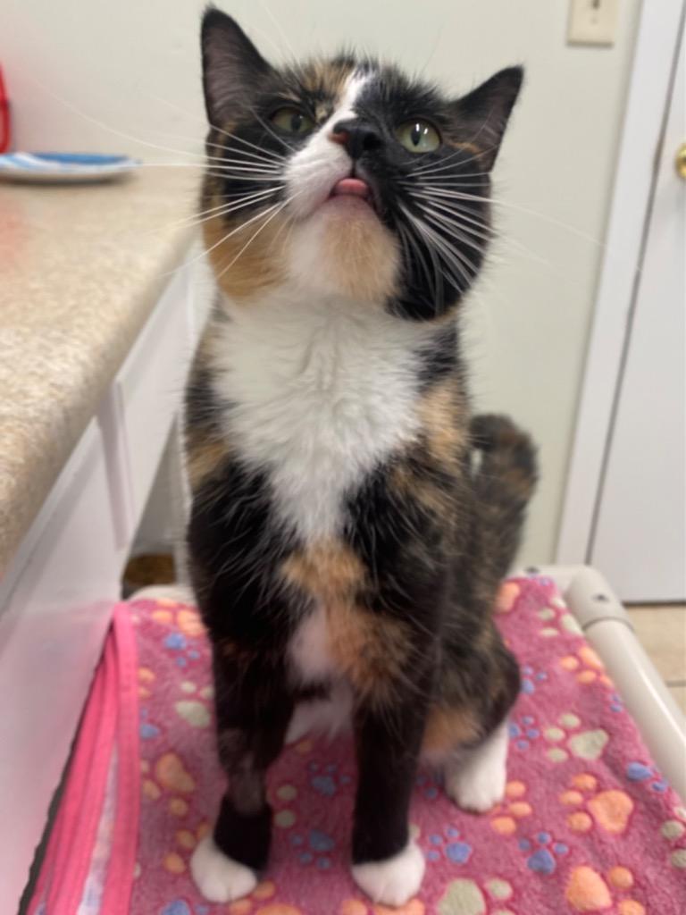 Enlarge Candy, a Adoptable mixed breed in Fall River, MA image 3/5