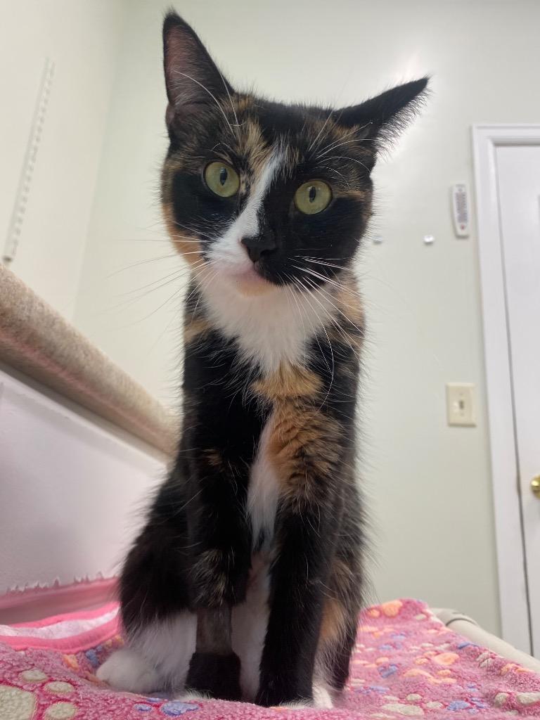 Enlarge Candy, a Adoptable mixed breed in Fall River, MA image 4/5