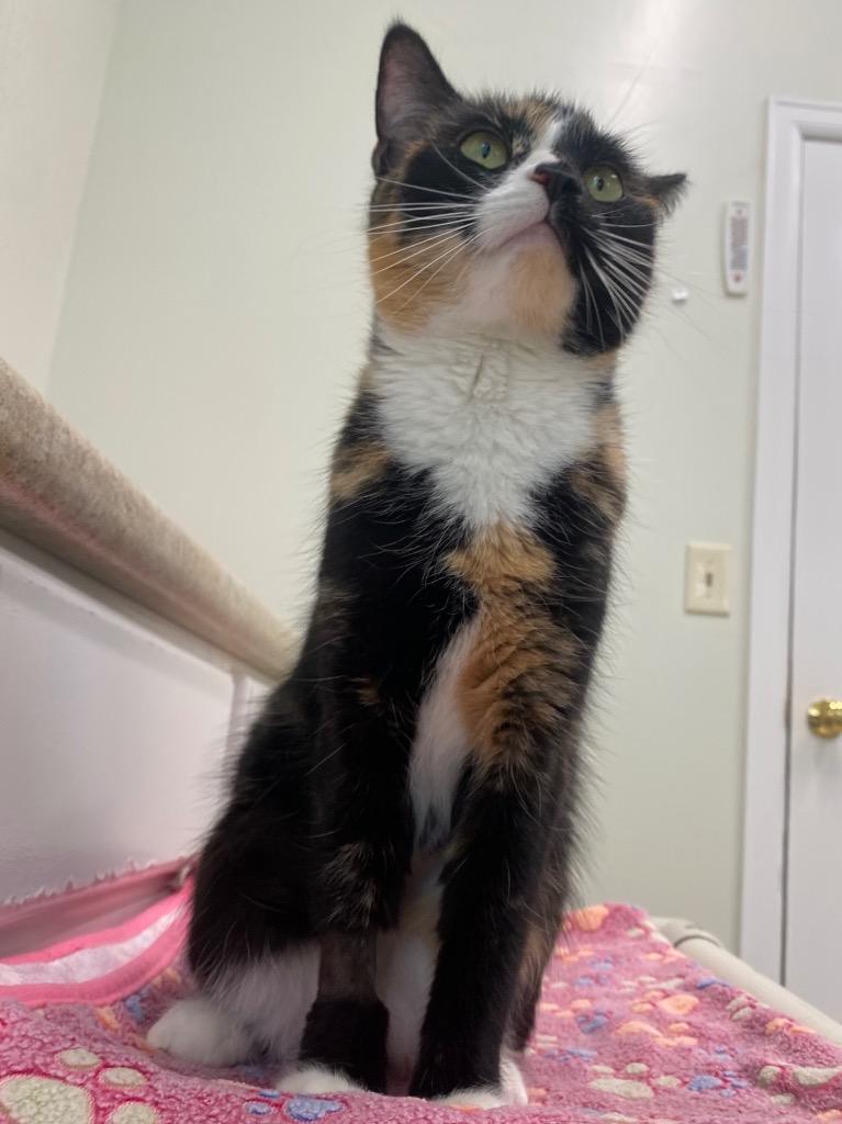 Enlarge Candy, a Adoptable mixed breed in Fall River, MA image 5/5