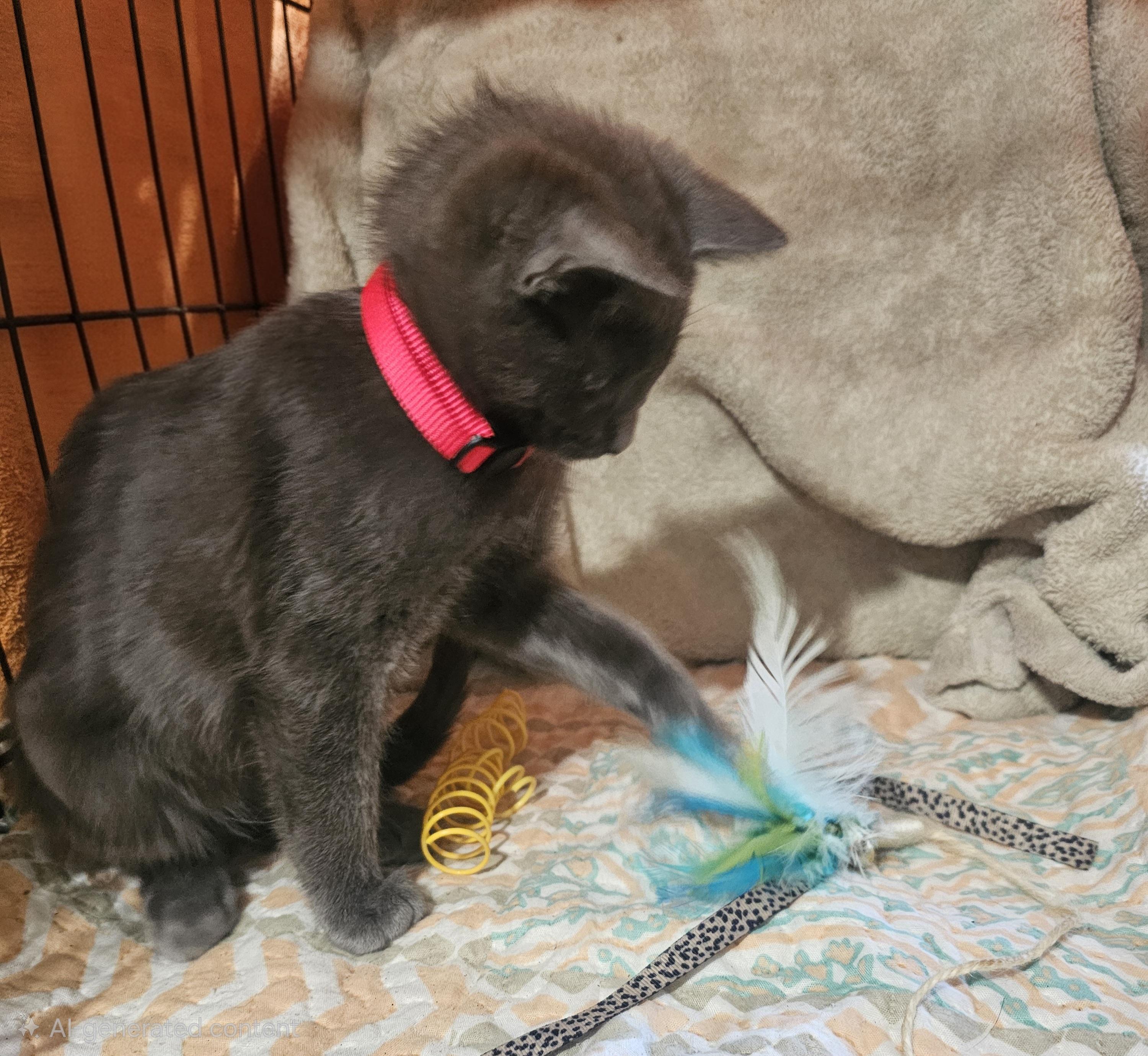 Enlarge Merritt, a Adopted mixed breed in Burbank, CA image 2/5
