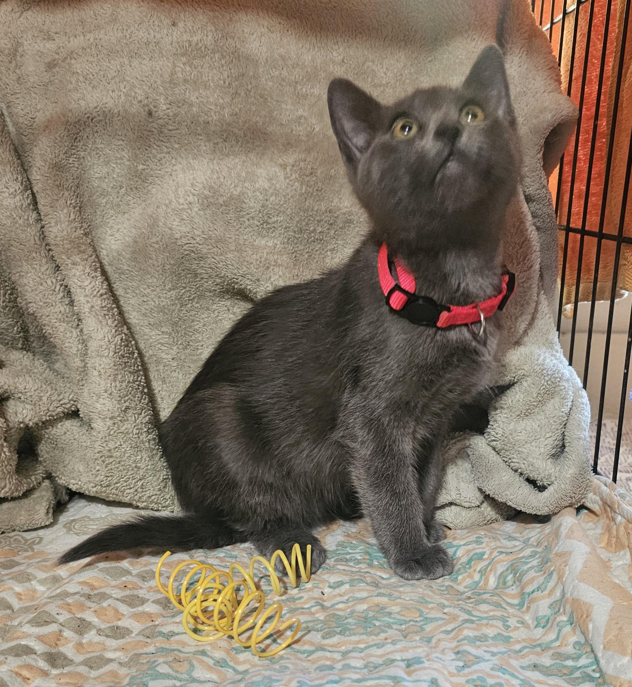 Enlarge Merritt, a Adopted mixed breed in Burbank, CA image 3/5