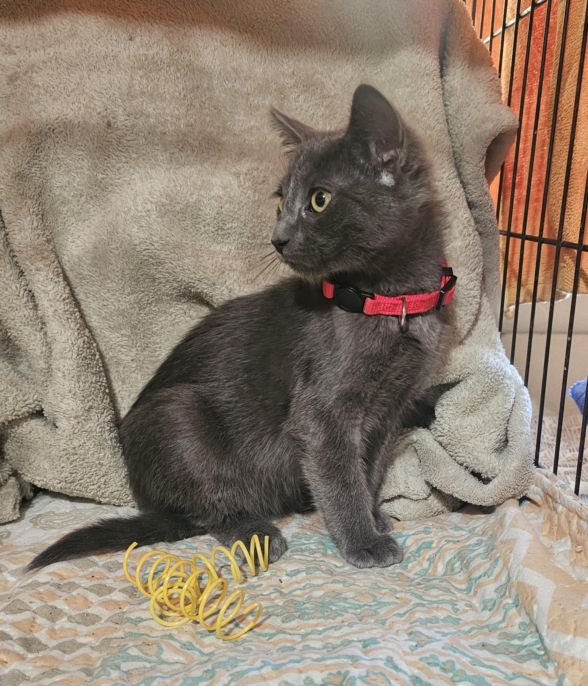 Enlarge Merritt, a Adopted mixed breed in Burbank, CA image 4/5