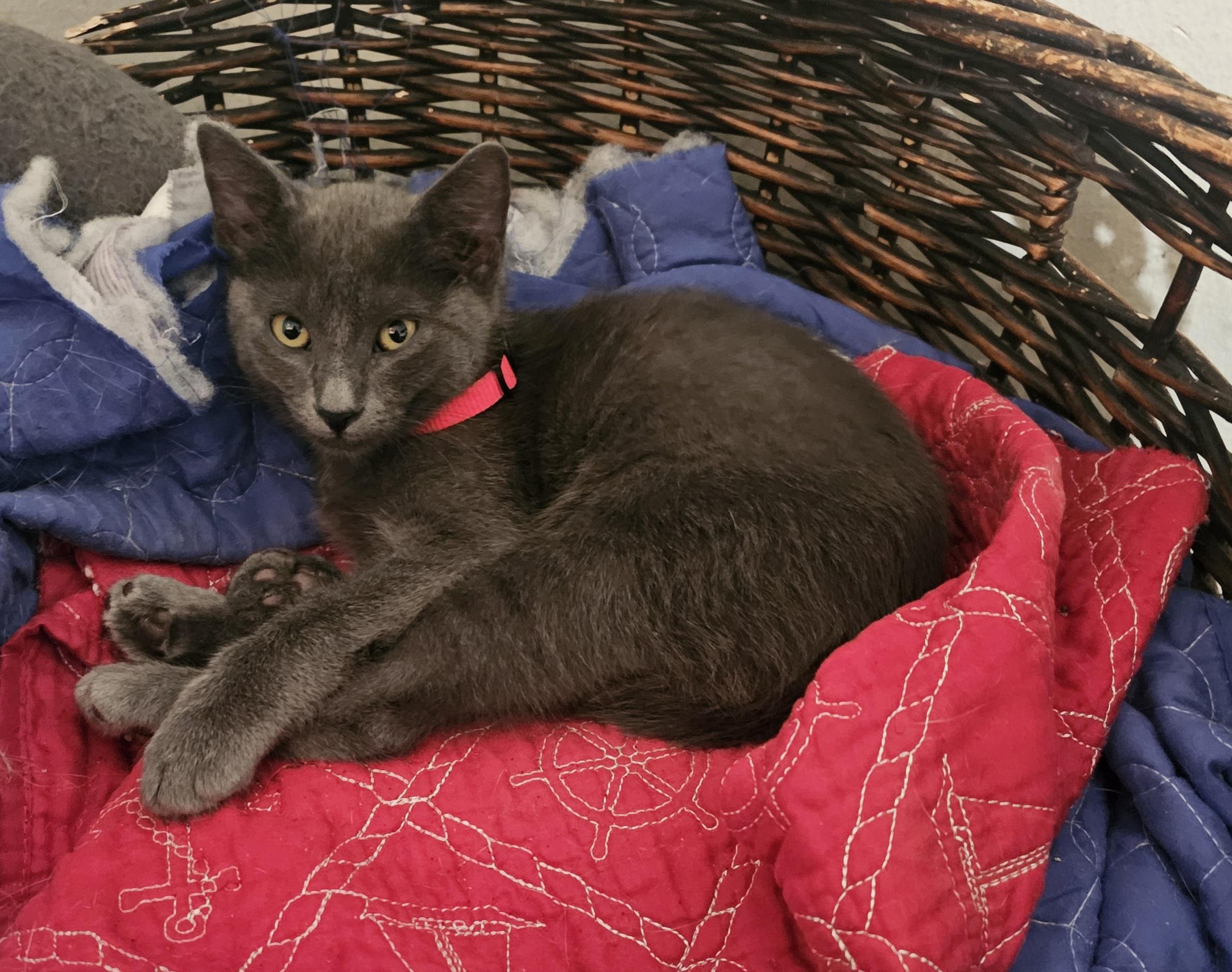 Enlarge Merritt, a Adopted mixed breed in Burbank, CA image 5/5