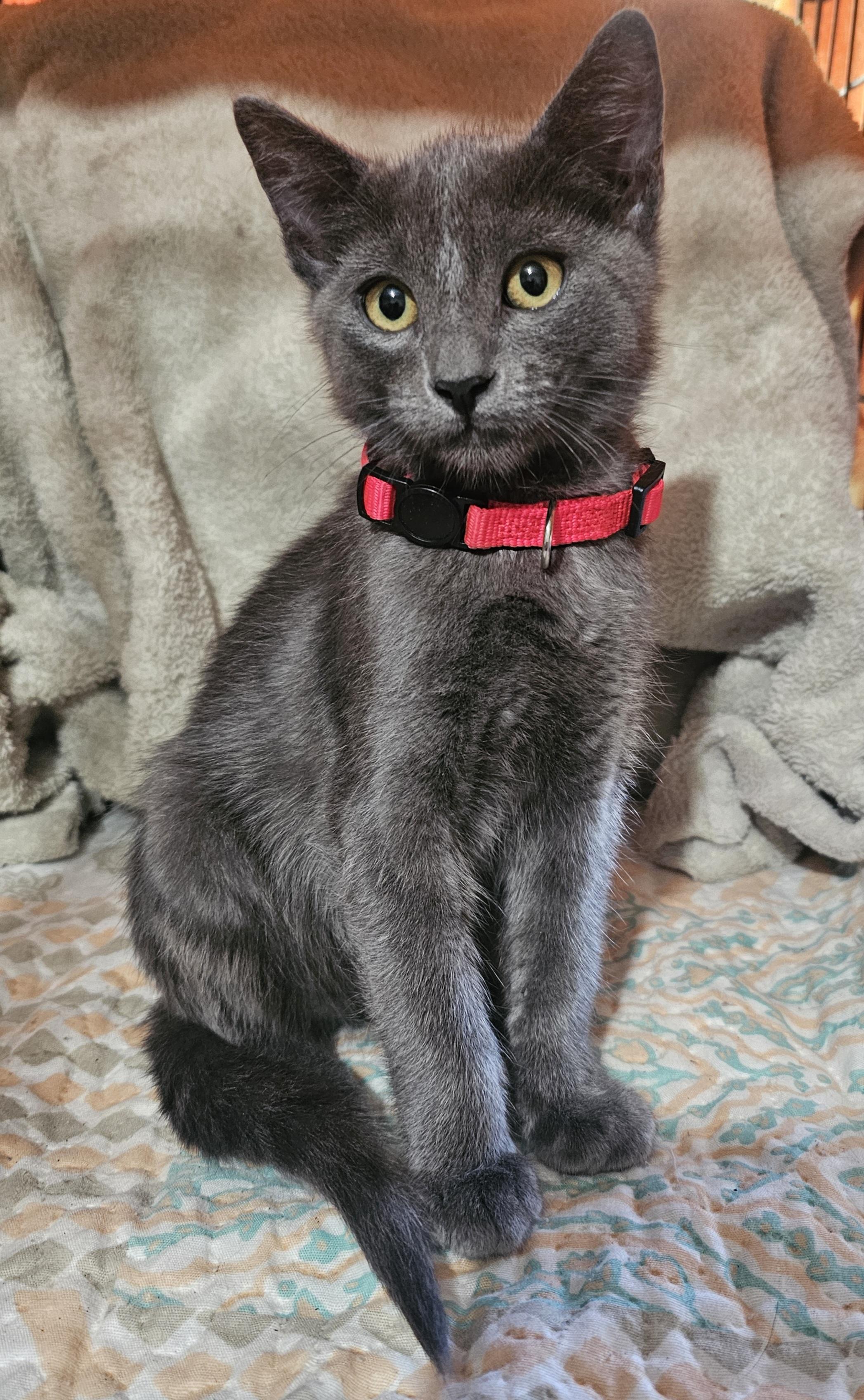 Merritt, Adopted, Kitten Male Domestic Medium Hair.