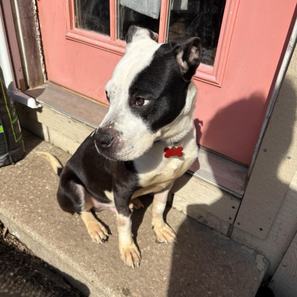 Phoenix, Adoptable, Adult Male Pit Bull Terrier.