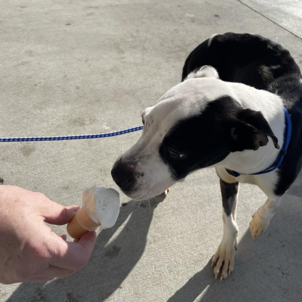 Enlarge Phoenix, a Adoptable Pit Bull Terrier in Kansas City, MO image 2/6