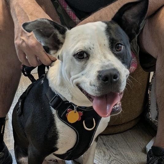 Enlarge Phoenix, a Adoptable Pit Bull Terrier in Kansas City, MO image 3/6