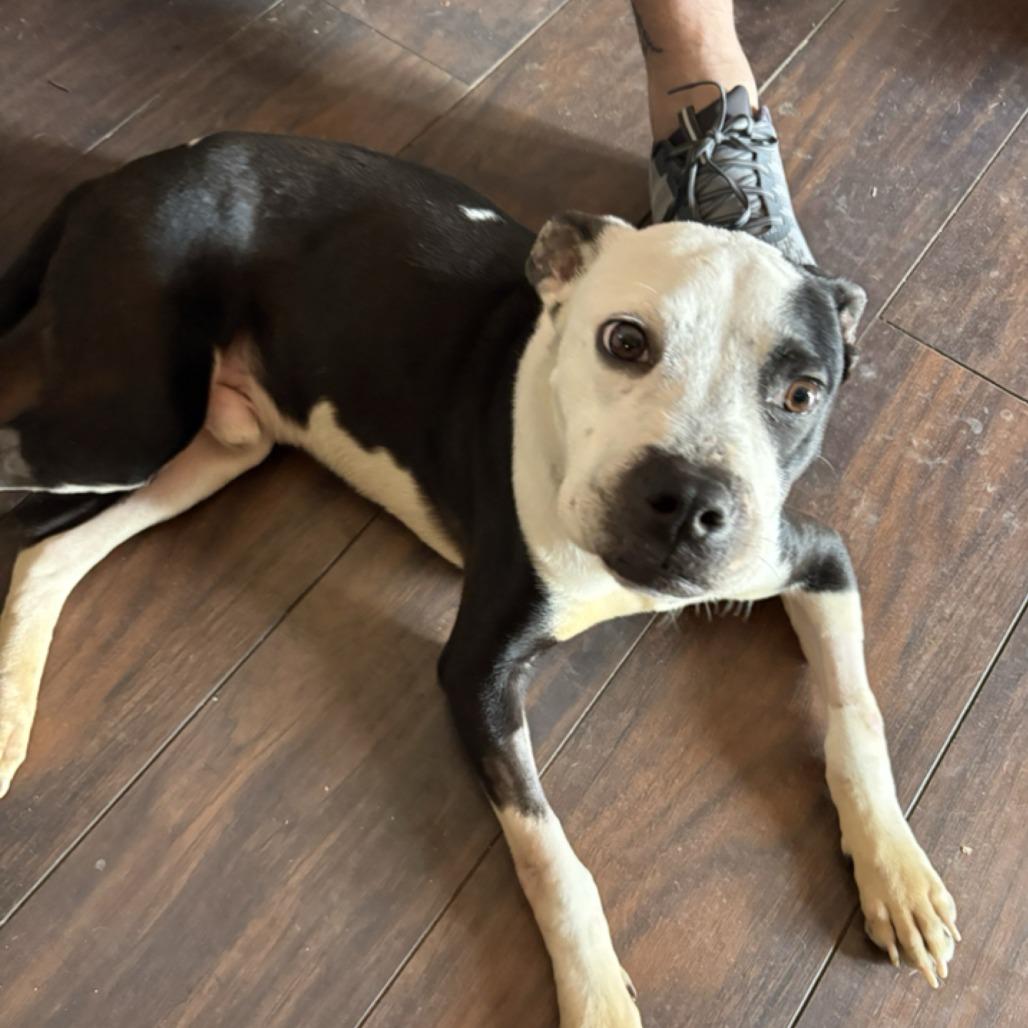 Enlarge Phoenix, a Adoptable Pit Bull Terrier in Kansas City, MO image 6/6