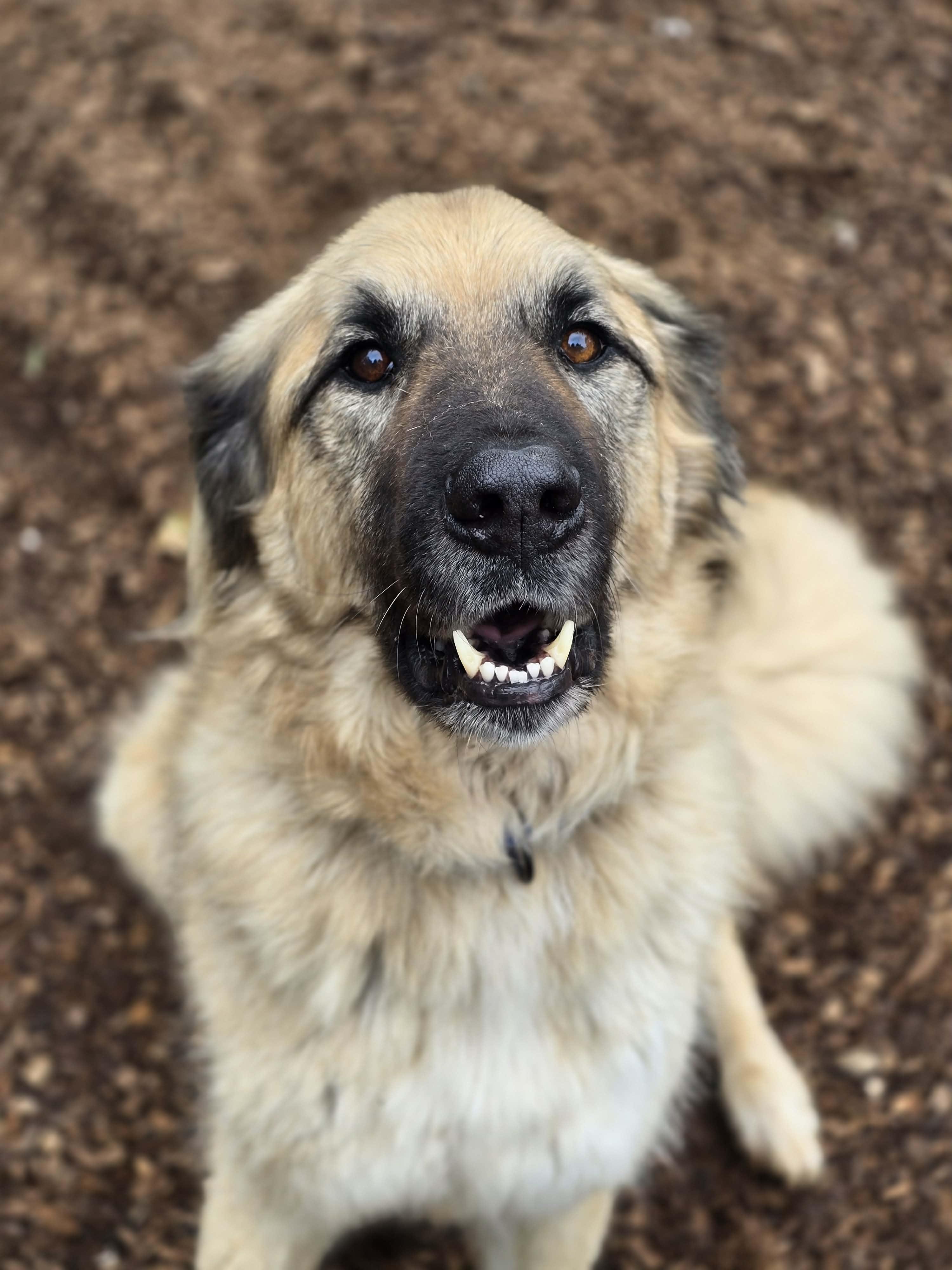 Enlarge Taki, an adoptable mixed breed in Grants Pass, OR image 3/3