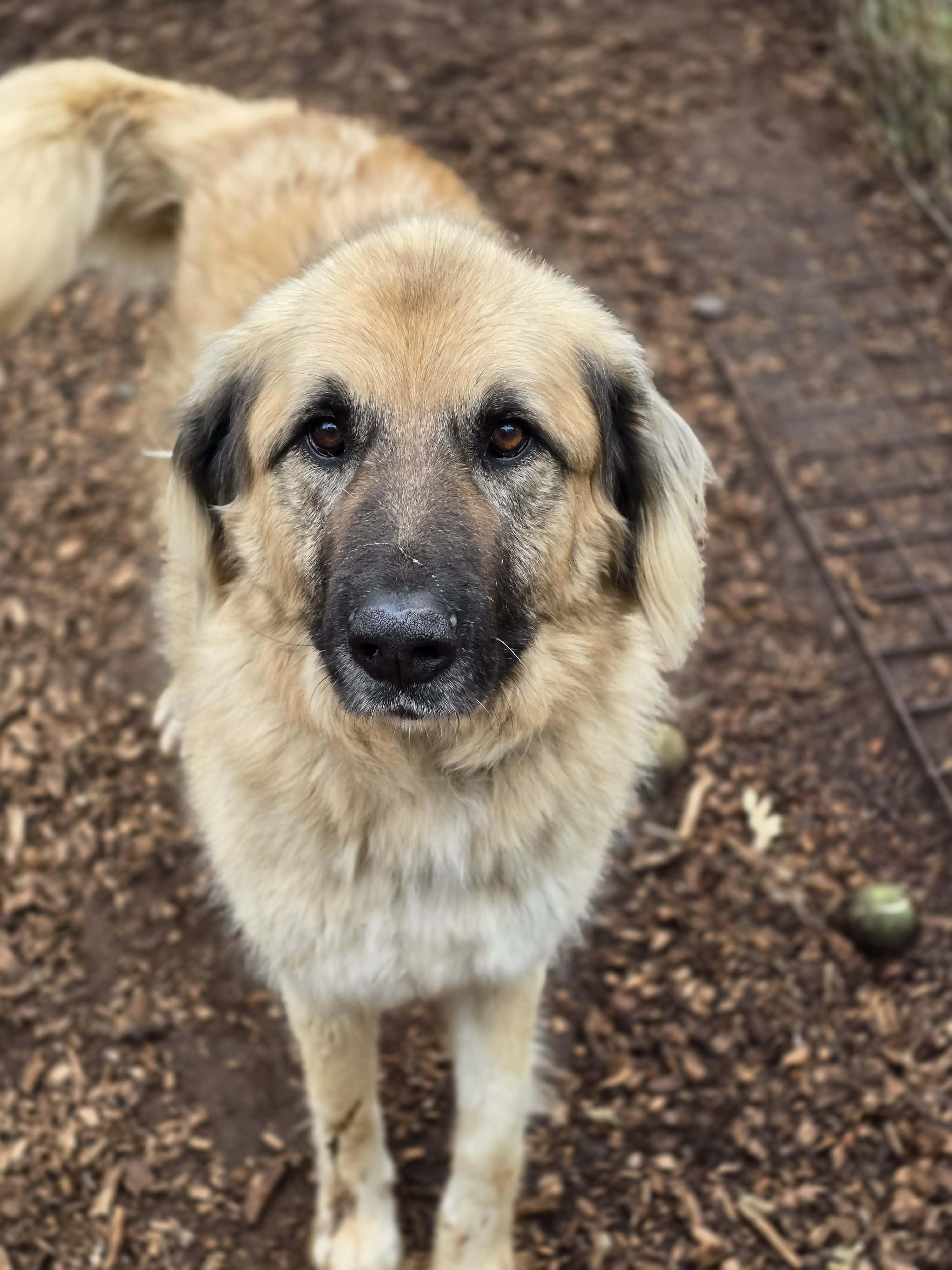 Taki, adoptable, Adult Male Anatolian Shepherd & Great Pyrenees.
