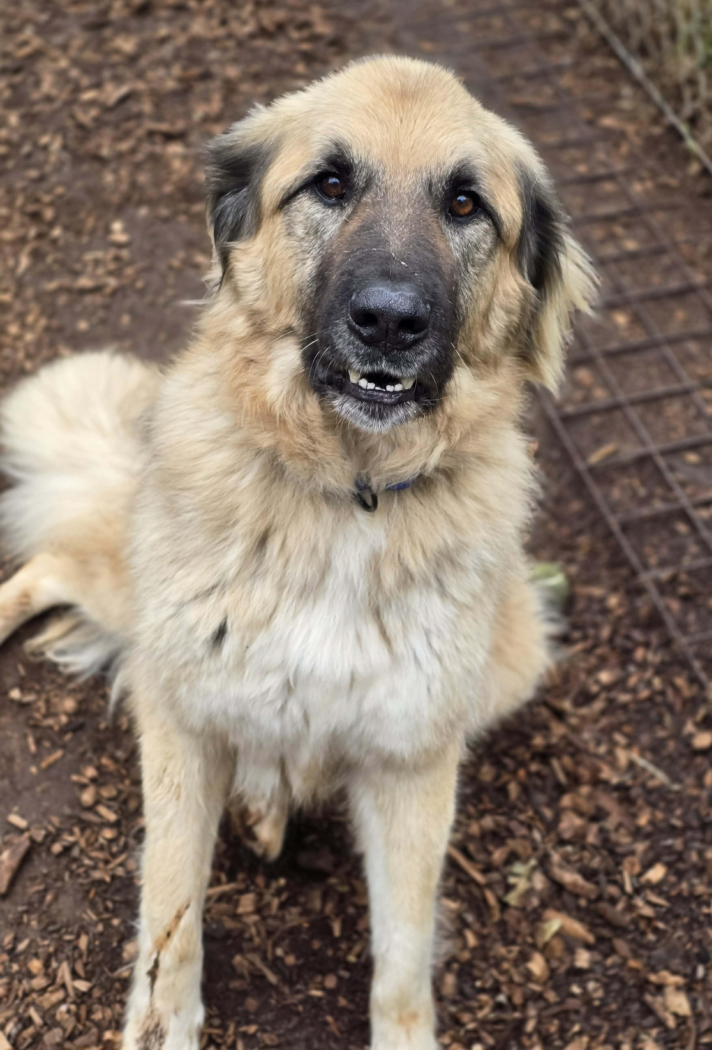 Enlarge Taki, an adoptable mixed breed in Grants Pass, OR image 2/3