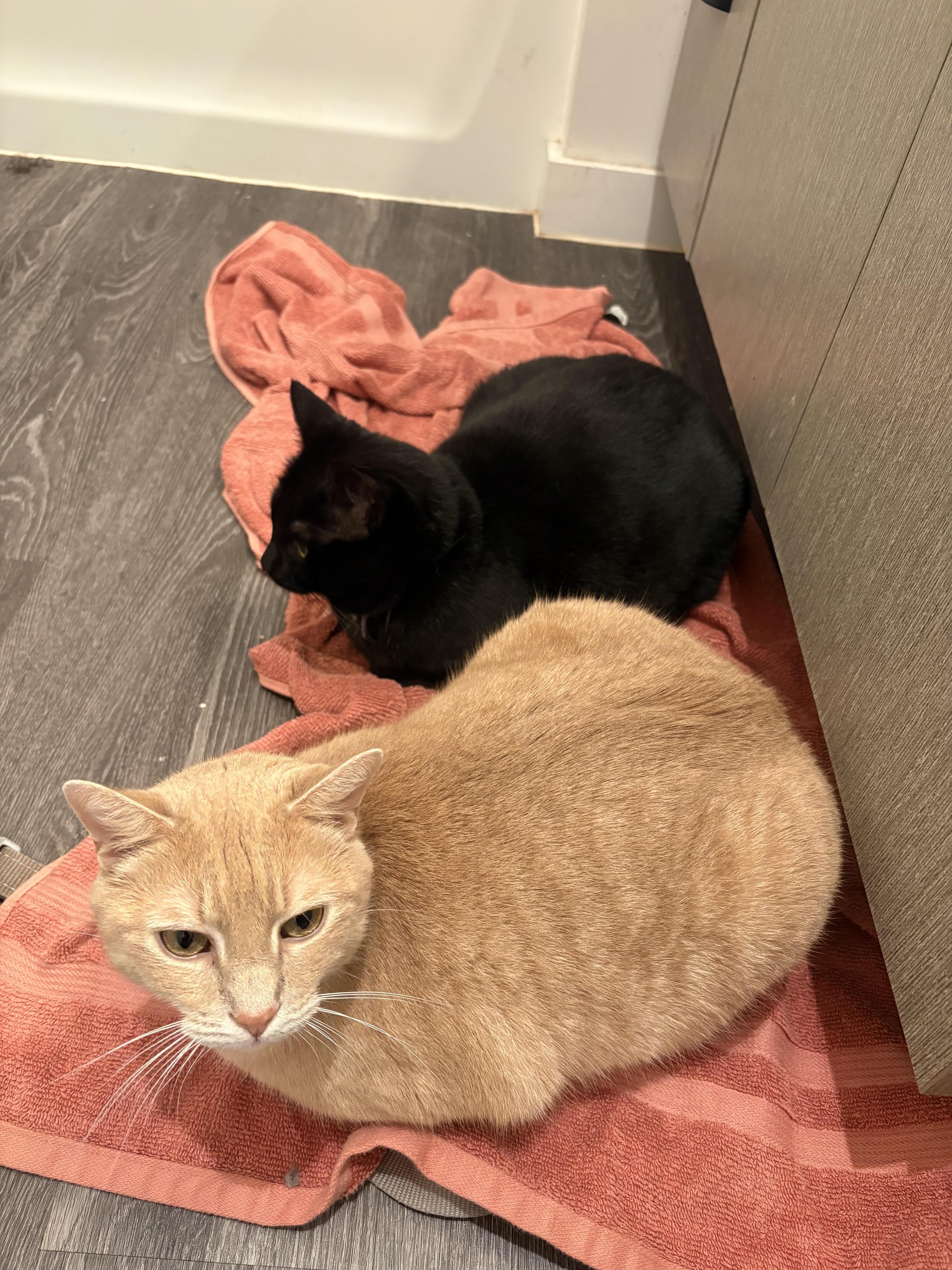 Enlarge Hercules , a ADOPTABLE Domestic Short Hair in Fairfax, VA image 5/5