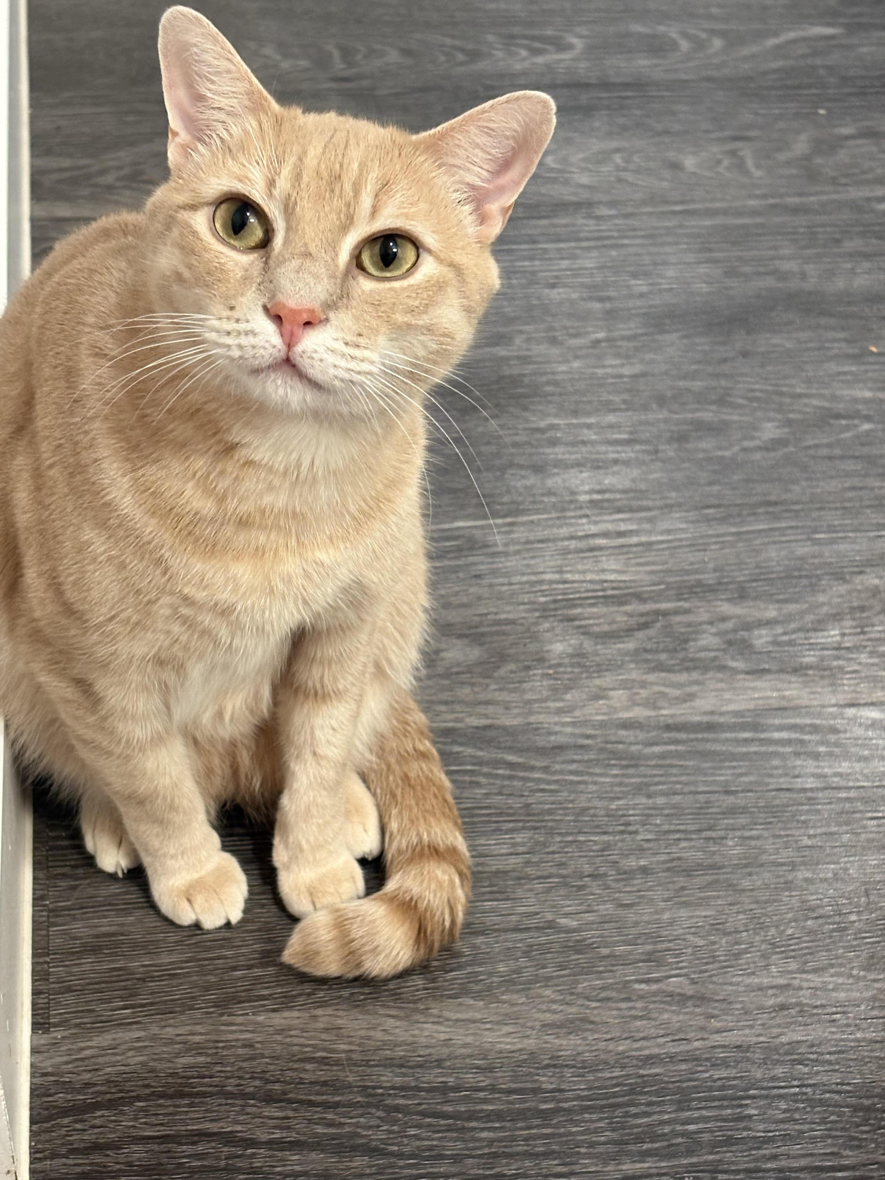 Enlarge Hercules , a ADOPTABLE Domestic Short Hair in Fairfax, VA image 4/5