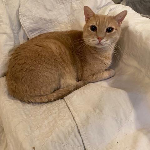 Hercules , ADOPTABLE, Adult Male Domestic Short Hair.