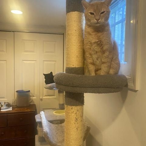 Enlarge Hercules , a ADOPTABLE Domestic Short Hair in Fairfax, VA image 3/5