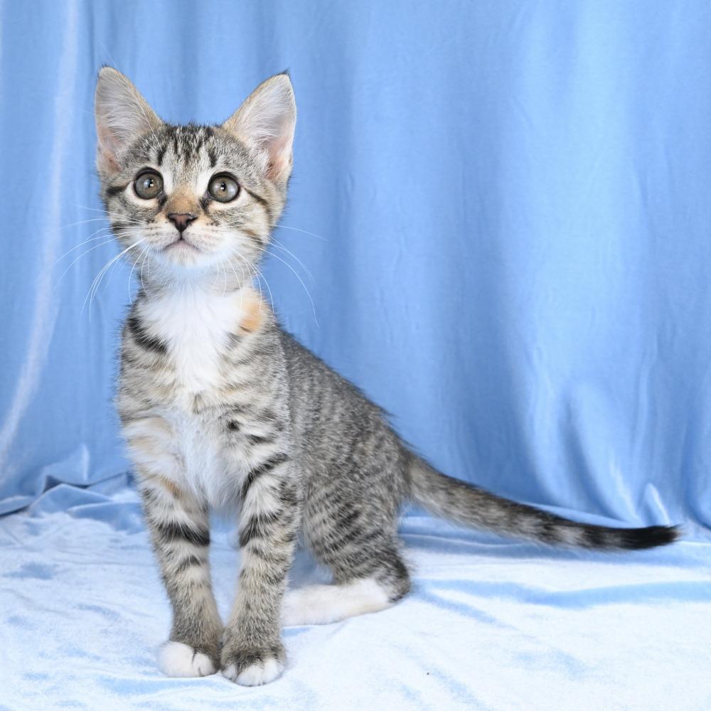 Enlarge Mable, a Adoptable Domestic Short Hair in Mobile, AL image 1/6