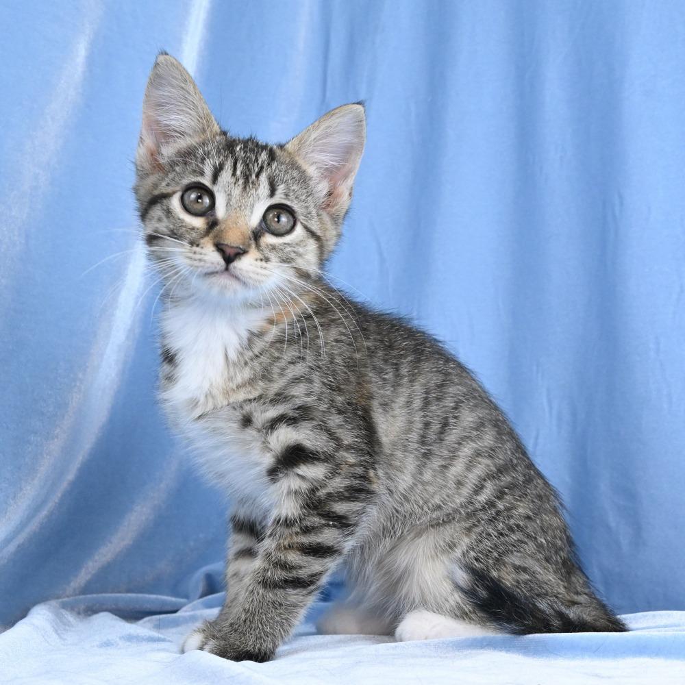 Enlarge Mable, a Adoptable Domestic Short Hair in Mobile, AL image 2/6