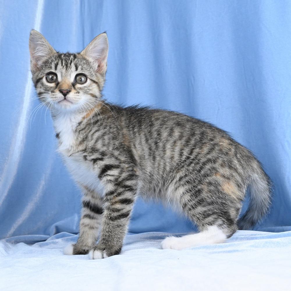 Enlarge Mable, a Adoptable Domestic Short Hair in Mobile, AL image 3/6