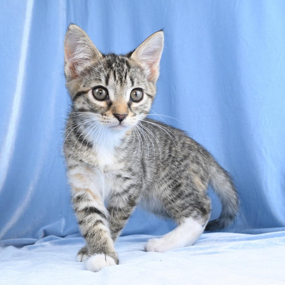 Enlarge Mable, a Adoptable Domestic Short Hair in Mobile, AL image 4/6