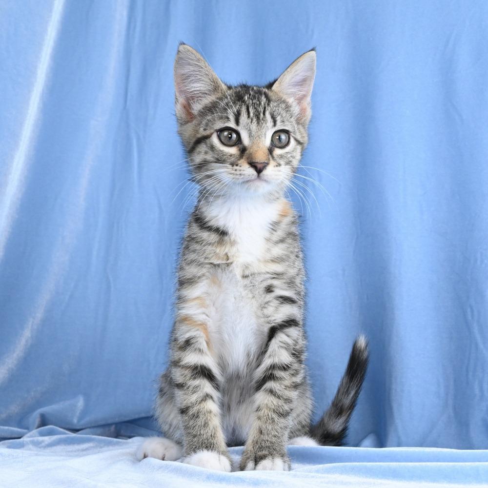 Enlarge Mable, a Adoptable Domestic Short Hair in Mobile, AL image 5/6