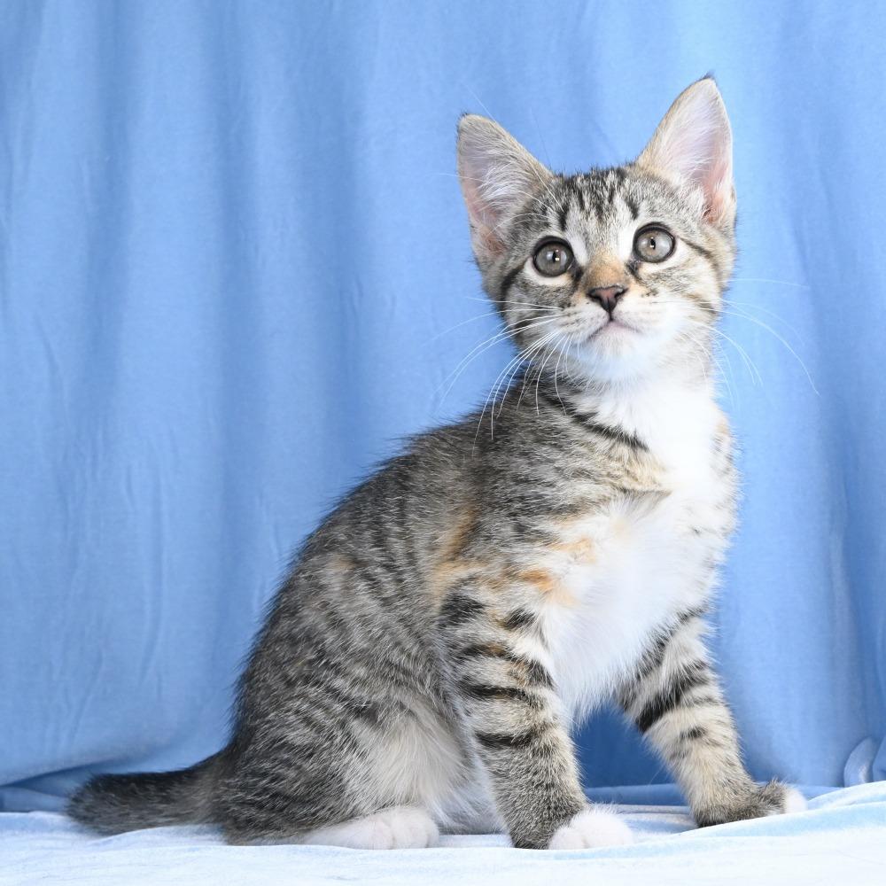 Enlarge Mable, a Adoptable Domestic Short Hair in Mobile, AL image 6/6