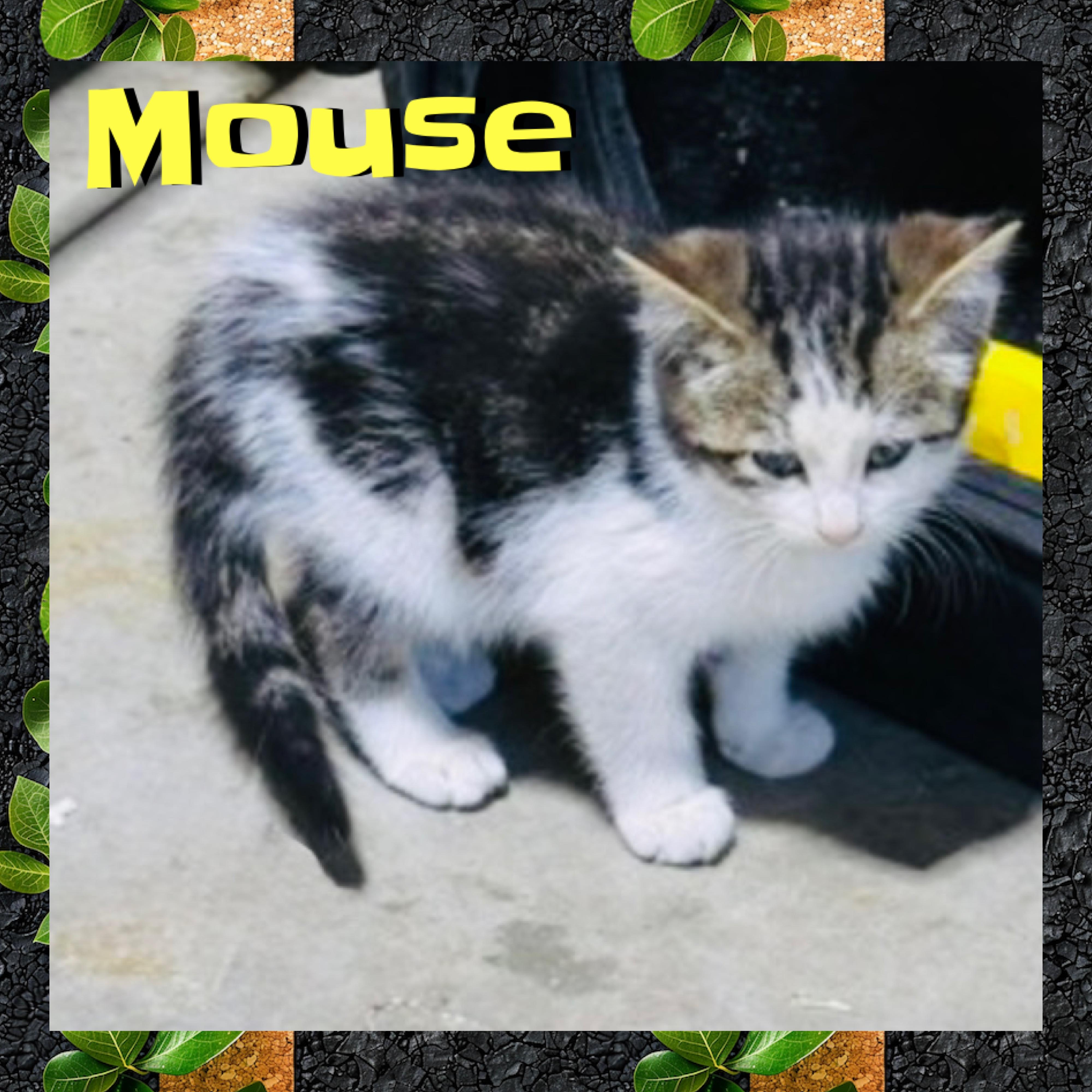 Mouse, a ADOPTABLE mixed breed in Red Lodge, MT image 2/3