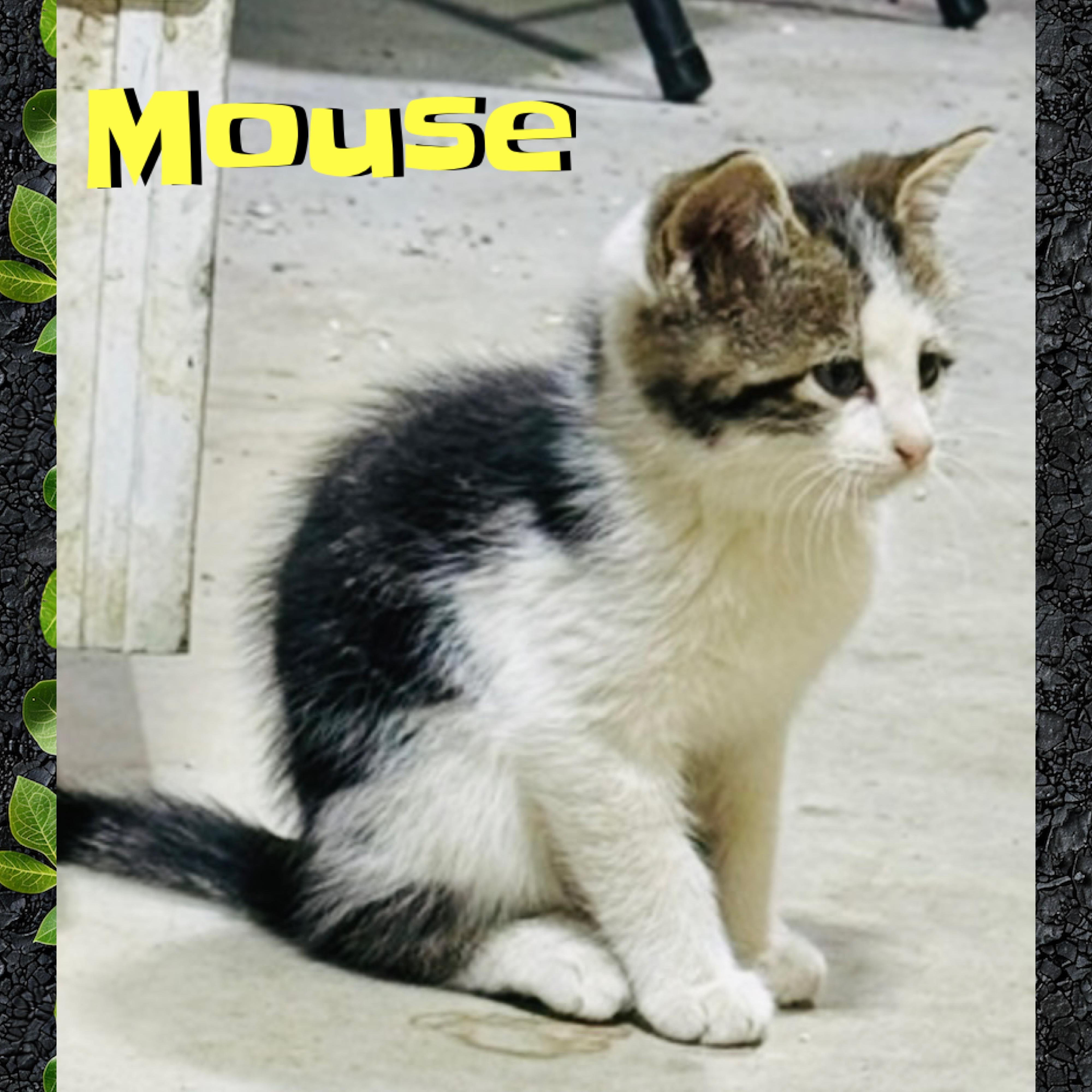 Mouse, ADOPTABLE, Kitten Male Domestic Medium Hair.