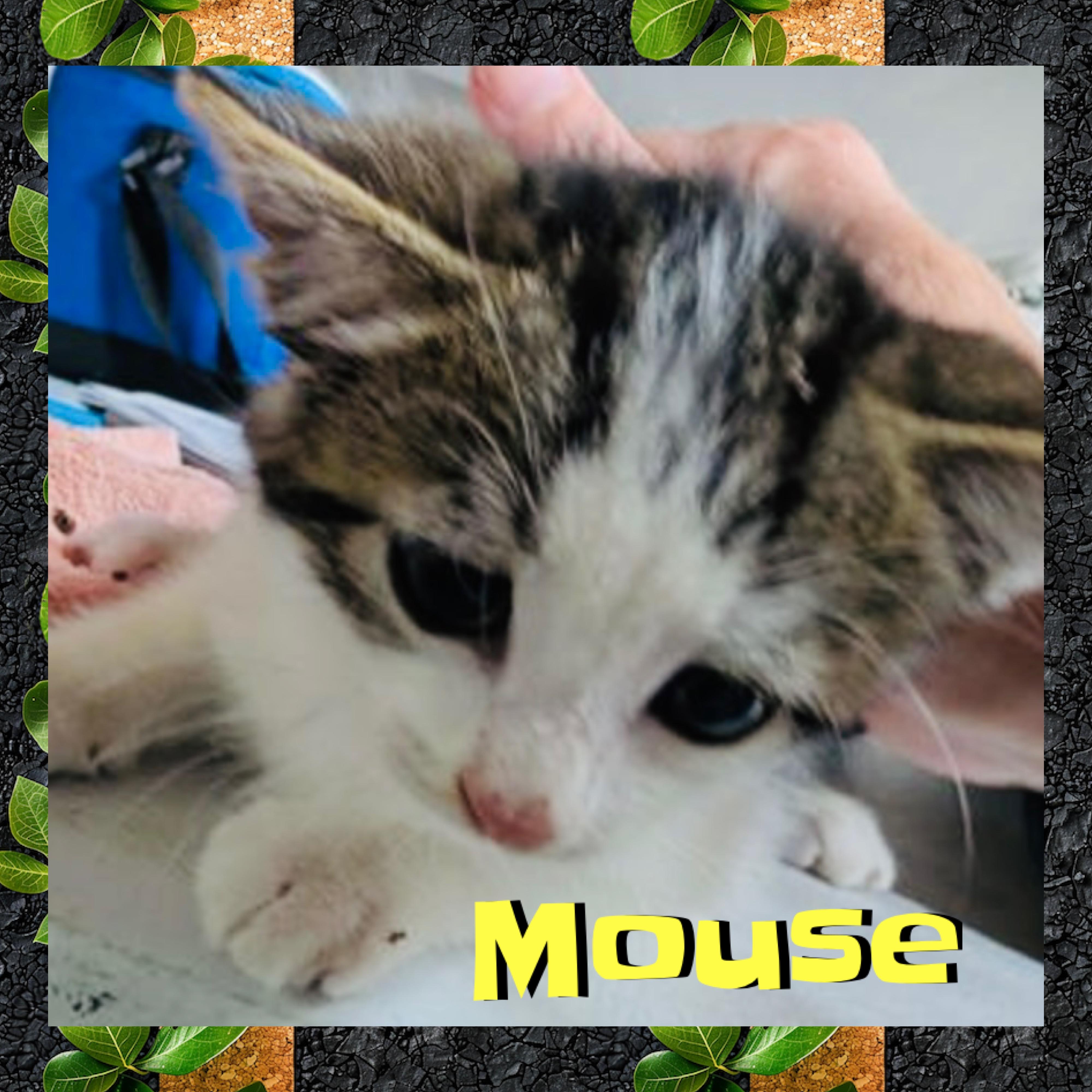 Mouse, a ADOPTABLE mixed breed in Red Lodge, MT image 3/3