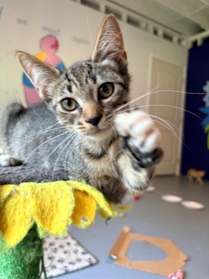 Grits $50 fostered, Adoptable, Kitten Female Domestic Short Hair & Domestic Short Hair.