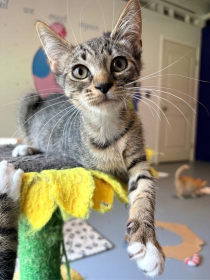 Enlarge Grits $50 fostered, a Adoptable mixed breed in Seneca, SC image 2/3