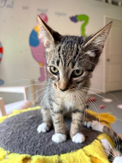 Enlarge Grits $50 fostered, a Adoptable mixed breed in Seneca, SC image 3/3