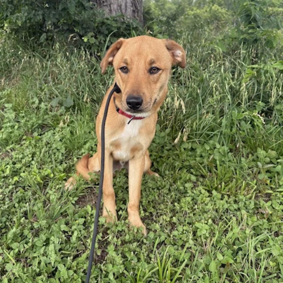 CHIPS, Adoptable, Young Male Terrier & Labrador Retriever.