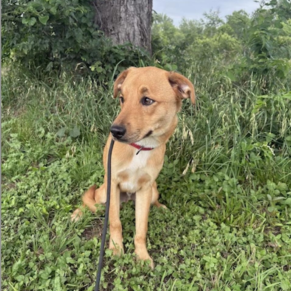 Enlarge CHIPS, a Adoptable mixed breed in brattleboro, VT image 4/5