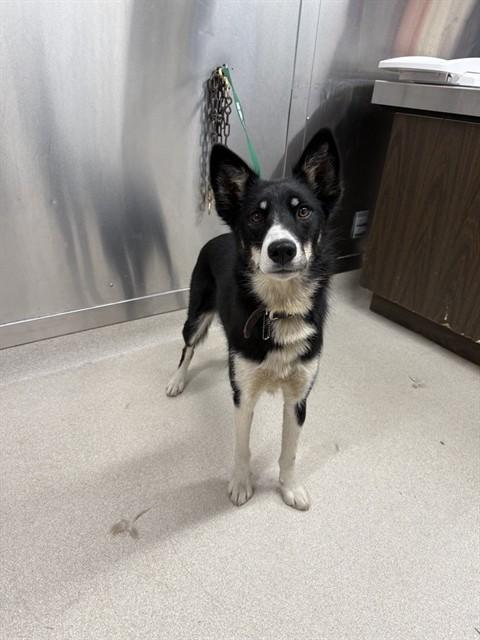 ASTRA, Adoptable, Young Female Husky & Mixed Breed.