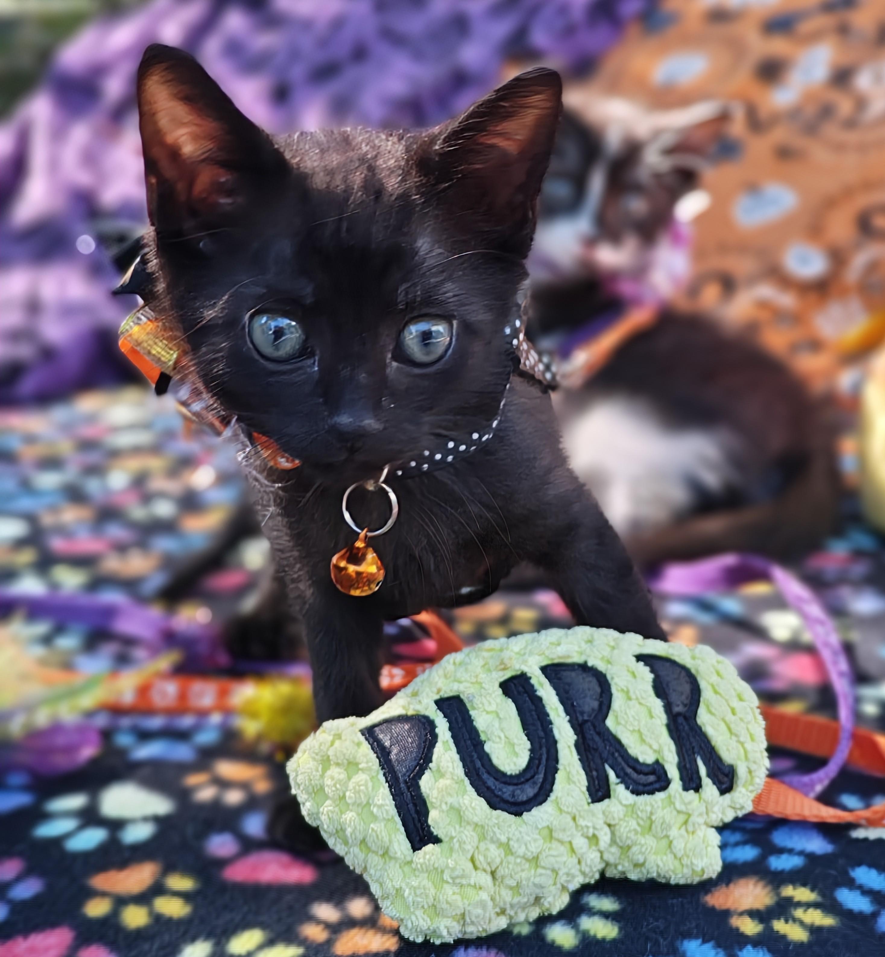 Enlarge Raising Cane's Madame Raven Boo Too - "Mads", a Adopted Domestic Short Hair in Mt Pleasant, SC image 1/6