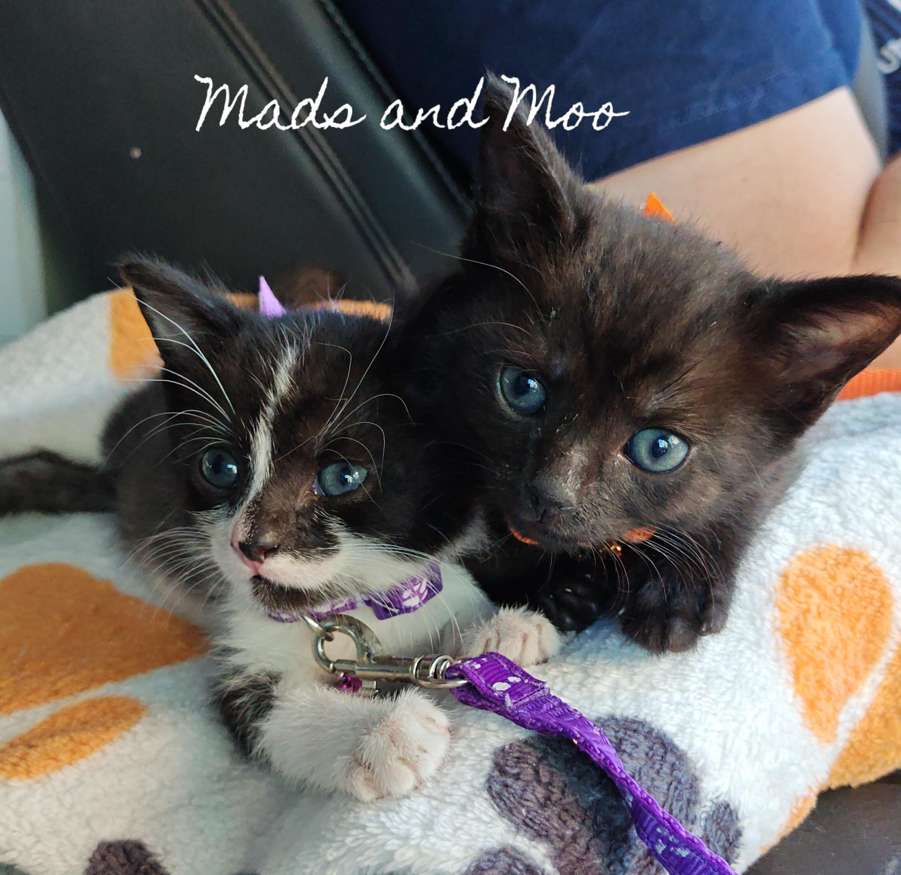 Enlarge Raising Cane's Madame Raven Boo Too - "Mads", a Adopted Domestic Short Hair in Mt Pleasant, SC image 6/6