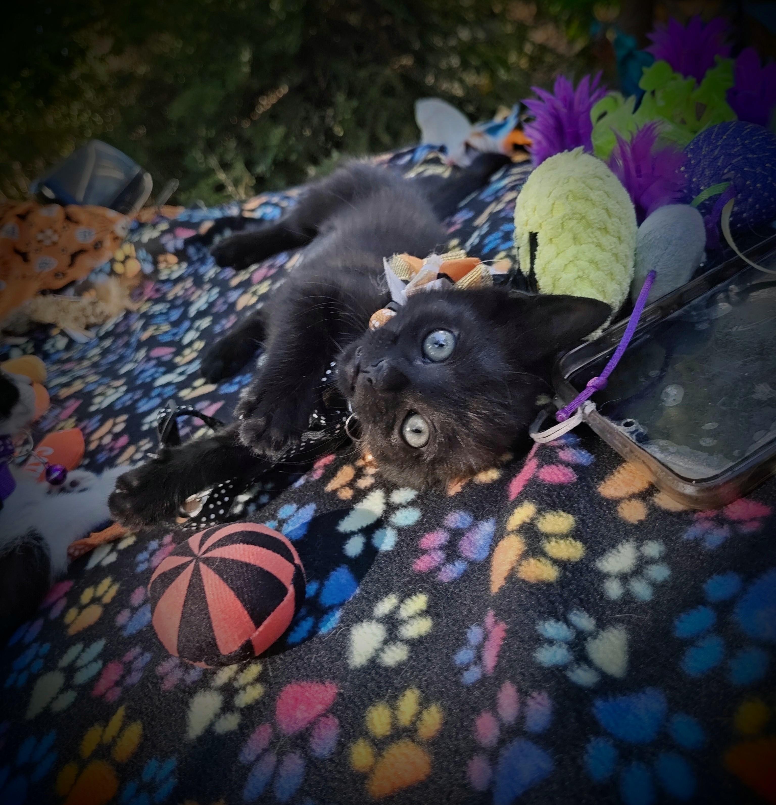 Enlarge Raising Cane's Madame Raven Boo Too - "Mads", a Adopted Domestic Short Hair in Mt Pleasant, SC image 3/6