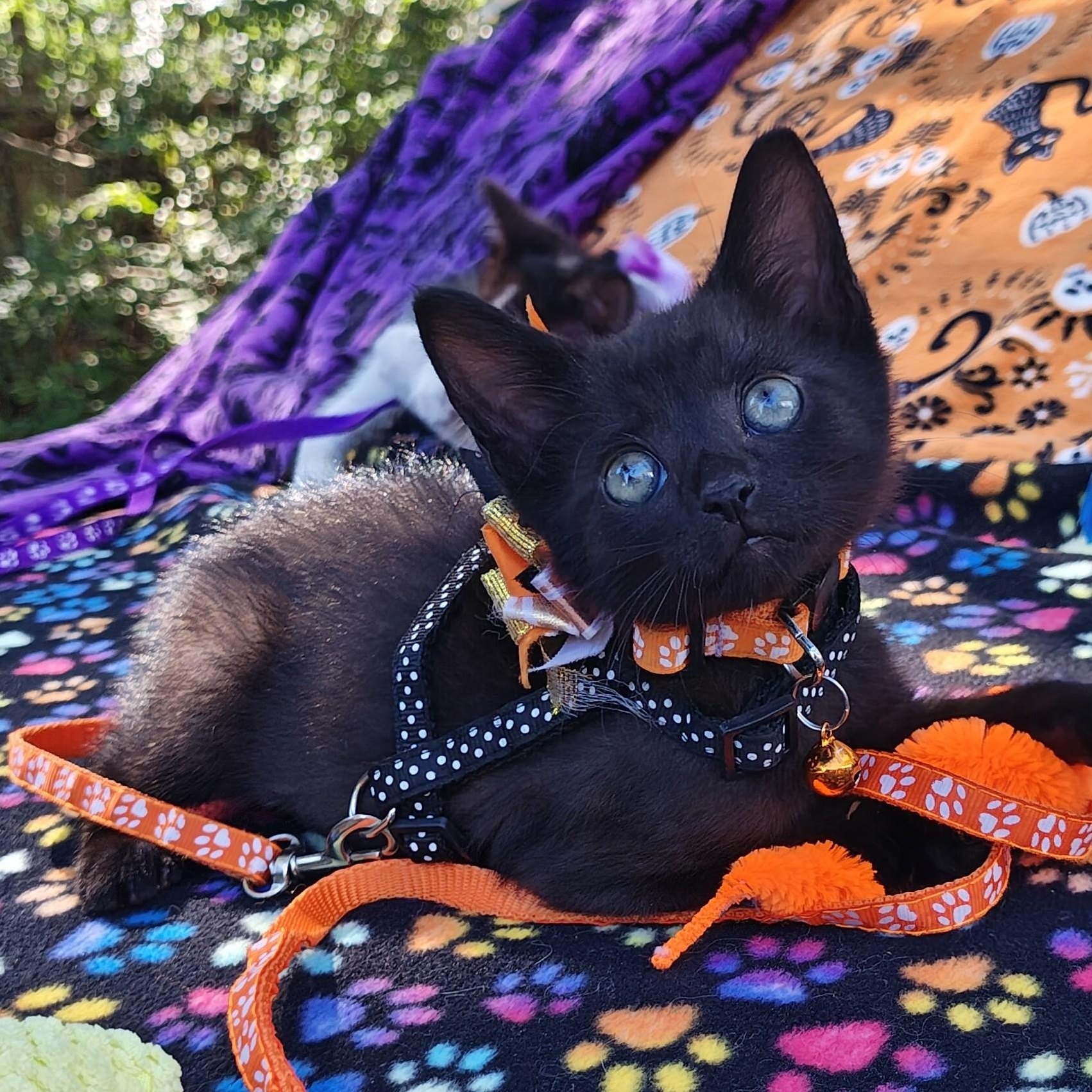 Enlarge Raising Cane's Madame Raven Boo Too - "Mads", a Adopted Domestic Short Hair in Mt Pleasant, SC image 2/6