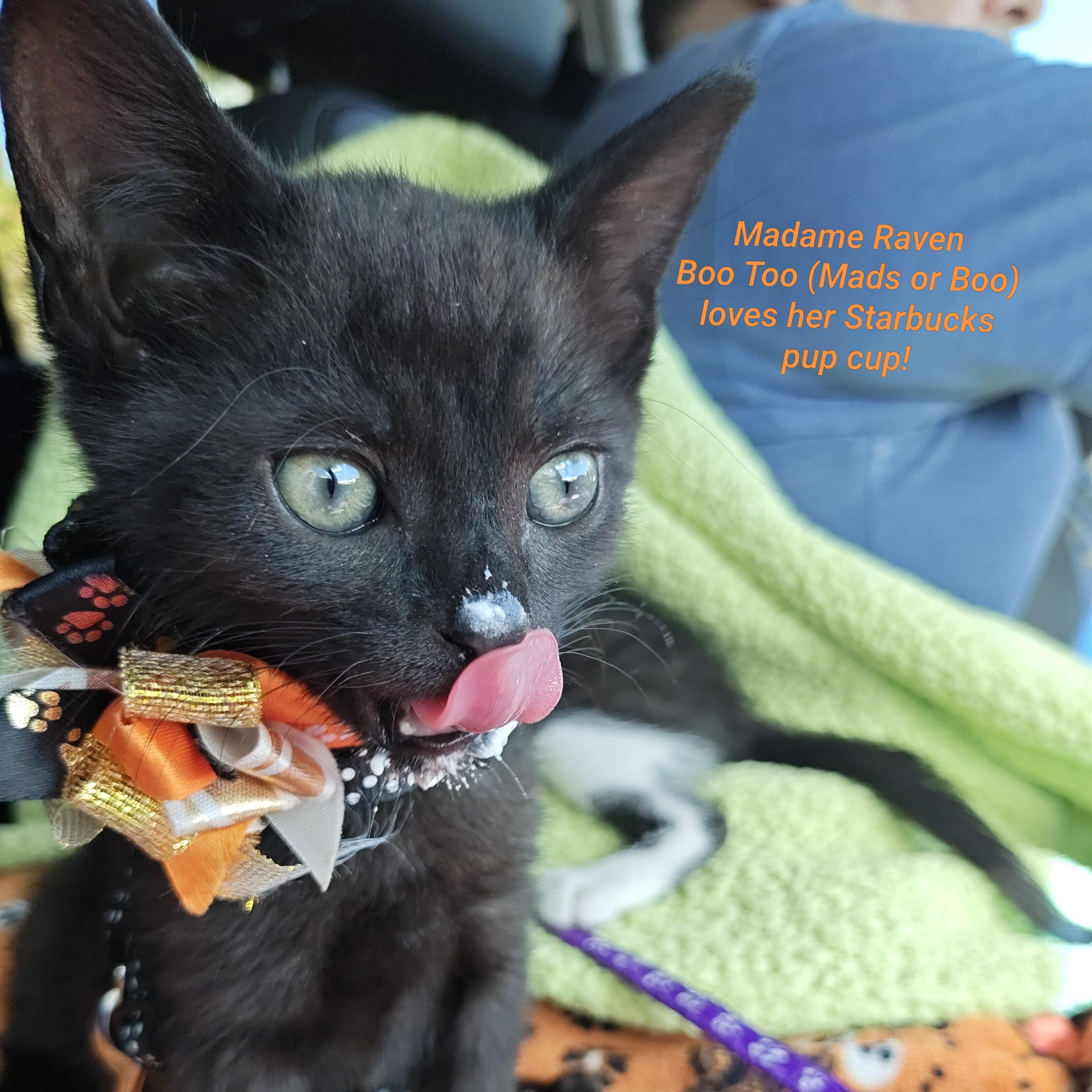 Enlarge Raising Cane's Madame Raven Boo Too - "Mads", a Adopted Domestic Short Hair in Mt Pleasant, SC image 5/6